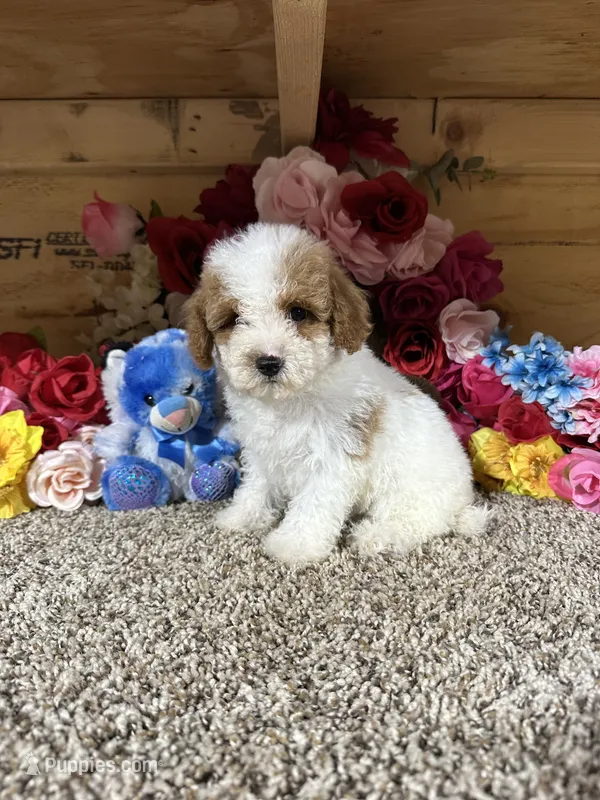 Tex – Poodle - Toy  puppy for sale in Cub Run, KY