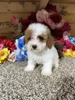 Chester , a male Poodle - Toy  for sale in Cub Run, KY – 5 of 6