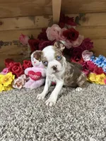 Gloria , a female Boston Terrier for sale in Cub Run, KY – 3 of 3