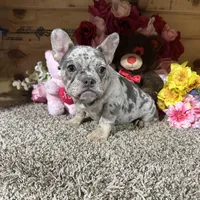 Akc Darla, a female French Bulldog for sale in Cub Run, KY – Photo 2 of 6