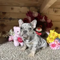 Akc Darla, a female French Bulldog for sale in Cub Run, KY – Photo 3 of 6