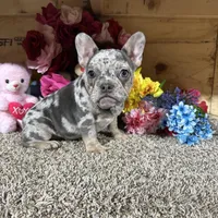 Akc Darla, a female French Bulldog for sale in Cub Run, KY – Photo 6 of 6