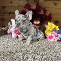 Akc Darla, a female French Bulldog for sale in Cub Run, KY – Photo 1 of 6