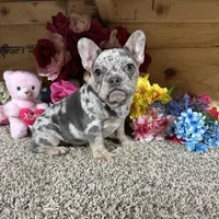 Akc Darla, a female French Bulldog for sale in Cub Run, KY – Photo 4 of 6