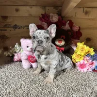 Akc Darla, a female French Bulldog for sale in Cub Run, KY – Photo 5 of 6