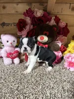 Lexus, a female Boston Terrier for sale in Cub Run, KY – Photo 2 of 6