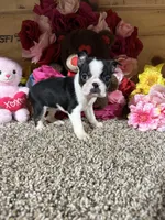 Lexus, a female Boston Terrier for sale in Cub Run, KY – Photo 4 of 6