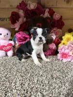 Lexus, a female Boston Terrier for sale in Cub Run, KY – Photo 6 of 6