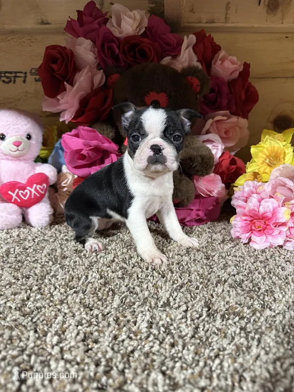 Lexus, a female Boston Terrier for sale in Cub Run, KY – Photo 1 of 6