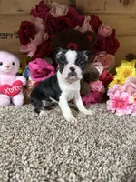 Lexus, a female Boston Terrier for sale in Cub Run, KY – Photo 1 of 6