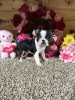 Lexus, a female Boston Terrier for sale in Cub Run, KY – Photo 3 of 6