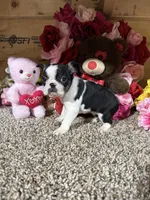 Lexus, a female Boston Terrier for sale in Cub Run, KY – Photo 5 of 6