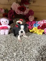 Dixie, a female Boston Terrier for sale in Cub Run, KY – 2 of 4