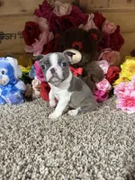 Leo, a male Boston Terrier for sale in Cub Run, KY – Photo 3 of 5