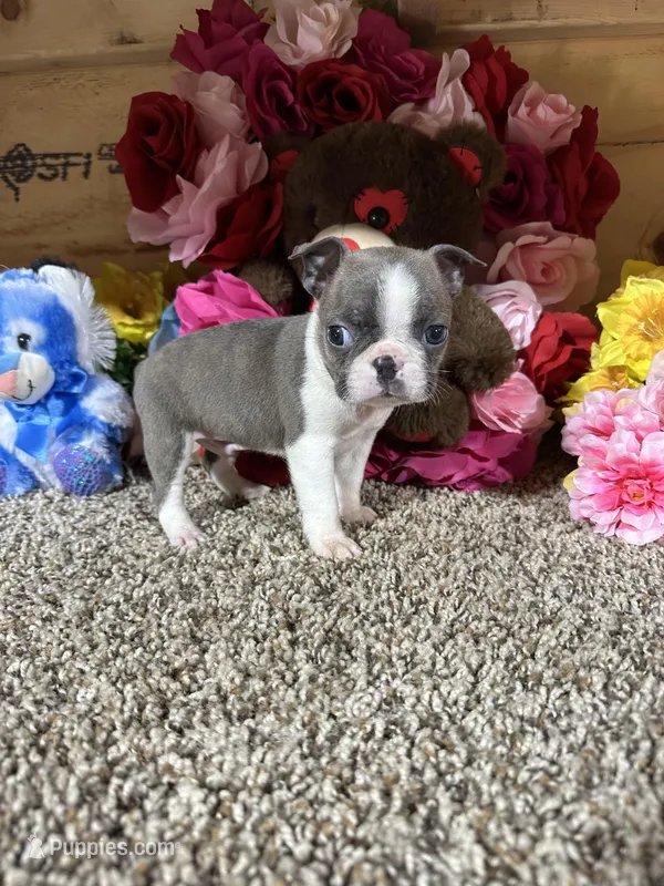 Leo, a male Boston Terrier for sale in Cub Run, KY – Photo 1 of 5