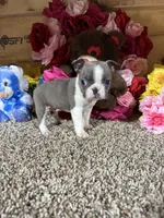 Leo, a male Boston Terrier for sale in Cub Run, KY – Photo 1 of 5
