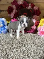 Leo, a male Boston Terrier for sale in Cub Run, KY – Photo 2 of 5