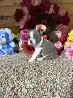 Leo, a male Boston Terrier for sale in Cub Run, KY – Photo 5 of 5