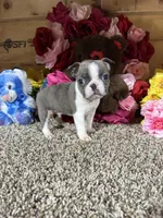 Leo, a male Boston Terrier for sale in Cub Run, KY – Photo 4 of 5