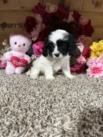 Missy, a female Cavapoo for sale in Cub Run, KY – Photo 4 of 4