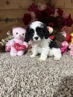 Missy, a female Cavapoo for sale in Cub Run, KY – Photo 2 of 4