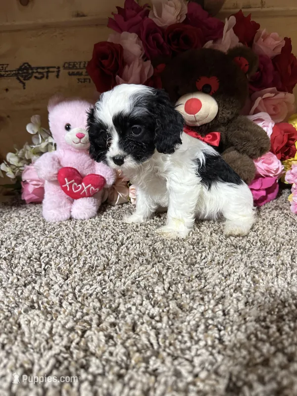 Missy, a female Cavapoo for sale in Cub Run, KY – Photo 1 of 4