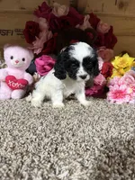 Missy, a female Cavapoo for sale in Cub Run, KY – Photo 3 of 4