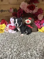 Connie, a female Boston Terrier for sale in Cub Run, KY – 3 of 4