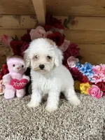 Angel , a female Poodle - Toy  for sale in Cub Run, KY – 4 of 6