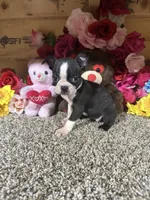 Leah, a female Boston Terrier for sale in Cub Run, KY – 3 of 4