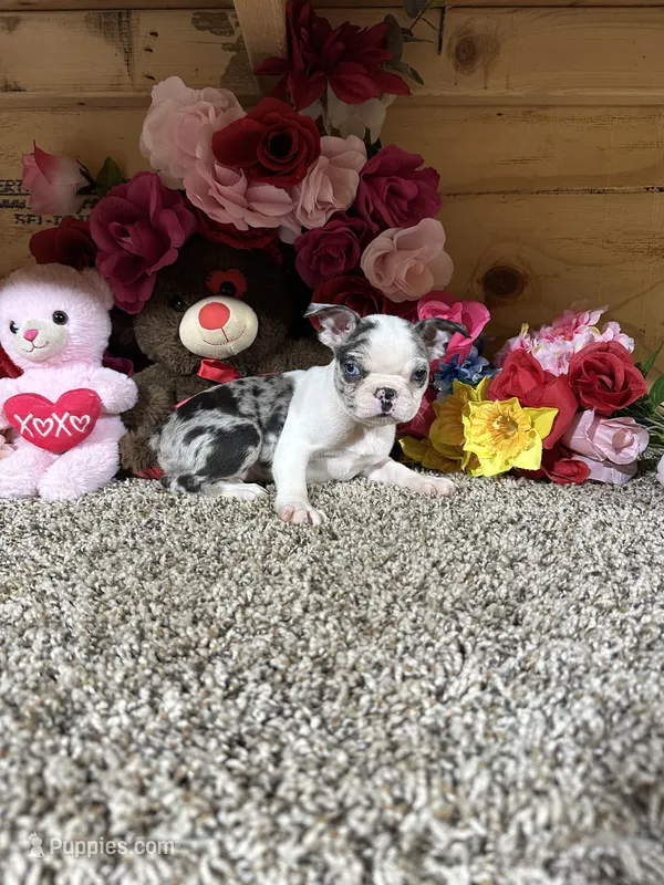 Gloria  – Boston Terrier puppy for sale in Cub Run, KY