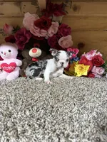 Gloria , a female Boston Terrier for sale in Cub Run, KY – 1 of 5