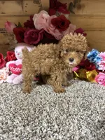 Akc Haley, a female Poodle - Toy  for sale in Cub Run, KY – 2 of 5