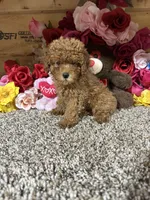 Akc Haley, a female Poodle - Toy  for sale in Cub Run, KY – 3 of 5
