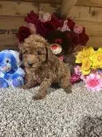 Akc Harper , a male Poodle - Toy  for sale in Cub Run, KY – Photo 1 of 4
