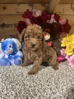 Akc Harper , a male Poodle - Toy  for sale in Cub Run, KY – Photo 3 of 4