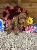Akc Harper , a male Poodle - Toy  for sale in Cub Run, KY – Photo 4 of 4