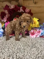 Akc Harper , a male Poodle - Toy  for sale in Cub Run, KY – Photo 2 of 4