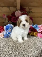 Tex, a male Poodle - Toy  for sale in Cub Run, KY – 4 of 5