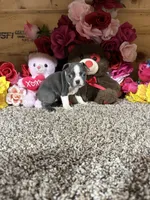 Alivia, a female Boston Terrier for sale in Cub Run, KY – 3 of 4