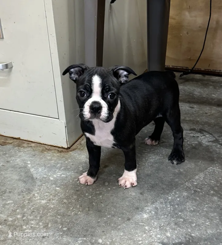 Connie – Boston Terrier puppy for sale in Cub Run, KY