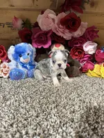 Sosa, a male Boston Terrier for sale in Cub Run, KY – 4 of 6