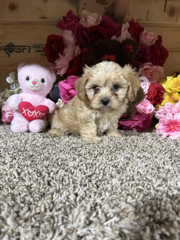 Jasimine, a female Cavapoo for sale in Cub Run, KY – Photo 1 of 4