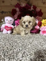 Jasimine, a female Cavapoo for sale in Cub Run, KY – Photo 1 of 4