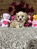 Jasimine, a female Cavapoo for sale in Cub Run, KY – Photo 2 of 4