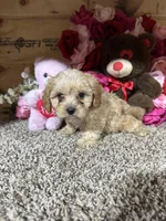 Jasimine, a female Cavapoo for sale in Cub Run, KY – Photo 3 of 4