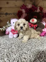 Jasimine, a female Cavapoo for sale in Cub Run, KY – Photo 4 of 4