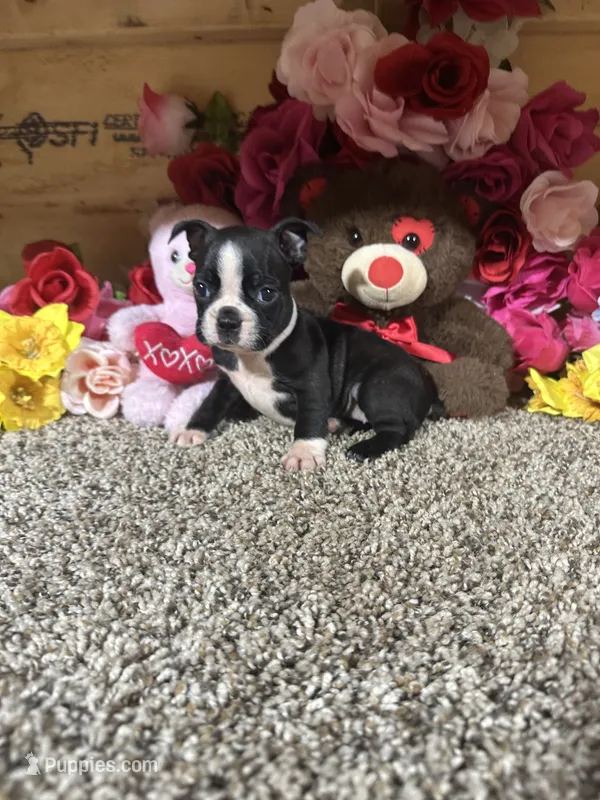 Connie – Boston Terrier puppy for sale in Cub Run, KY
