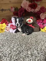 Connie, a female Boston Terrier for sale in Cub Run, KY – 1 of 4