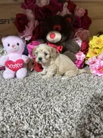 Jasmine , a female Cavapoo for sale in Cub Run, KY – Photo 4 of 4